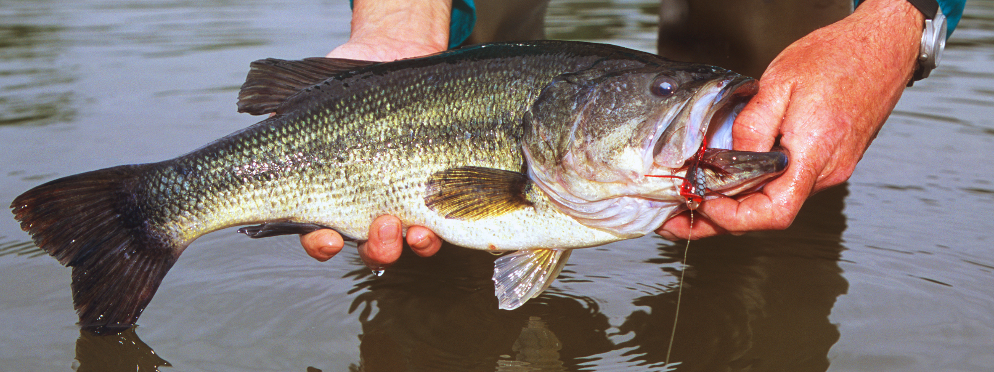 Man Holding Caught FIsh