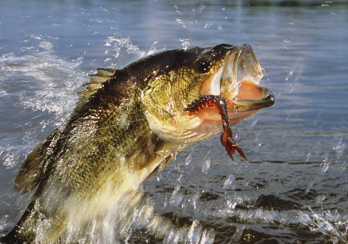 All About “Fizzing”